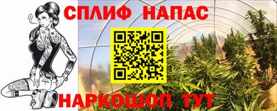 прущие грибы Будённовск